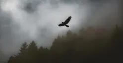 Asyik! Ini 6 Tanda Kamu Akan Dapat Rezeki Besar Tak Terduga, Salah Satunya Kejatuhan Kotoran Burung