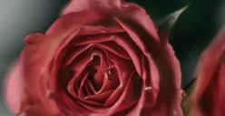 Viral! Arti Bunga Mawar dan Melati Trend di TikTok, Punya Makna Khusus Bagi Sang Mantan Pacar?