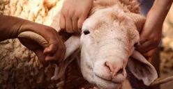Adakah Libur Cuti Bersama Saat Hari Raya Idul Adha 2023 Nanti? Simak Penjelasan SKB 3 Menteri Berikut