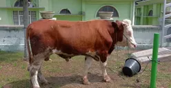 Jangan Sepelekan! Hukum Qurban Menjadi Wajib Bagi Orang Seperti Ini