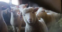 Apakah Kurban Harus Disaksikan saat Hari Raya Idul Adha?