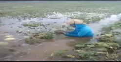 Tangis Petani Melon di Tengah Sawah, Menyayat Hati karena Tanamannya Terendam Banjir, Padahal Siap Panen