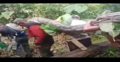 Ular Piton 7 Meter Di perutnya Ada 100 Butir Telur, Ditangkap, Dibunuh dan Dijual warga, Warganet Komentar Ini