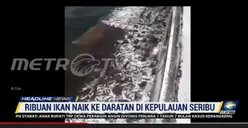 Heboh! Ribuan Ikan Terdampar ke Sejumlah Daratan di Kepulauan Seribu, Pertanda Gempa? Begini Penjelasan BMKG!