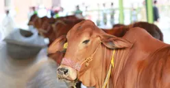 Mana yang Lebih Baik Kurban Sapi, Kambing atau Domba di Hari Raya Idul Adha? Simak Penjelasan Lengkapnya