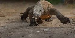 Protes Tiket Masuk Pulau Komodo yang Naik, Pelaku Wisata Labuan Bajo Mogok Selama Agustus 2022