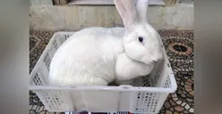 Fakta Kelinci Flemish Giant yang Ada di Indonesia, Ternyata Berasal dari Belgia