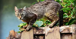 5 Hal yang Harus Kamu Perhatikan Jika Ingin Pelihara Kucing Liar