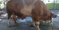 Presiden Jokowi Kurban 2 Sapi di Kota Solo, Jenis Limosin dan Simental