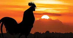 Kisah Sahabat Nabi Muhammad SAW yang Menyembelih Ayam saat Hari Raya Idul Adha, Ini Alasannya