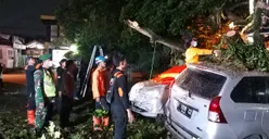 Seharian Diguyur Hujan Dua Pohon Tumbang di Bogor, 4 Mobil Warga Jadi Korban