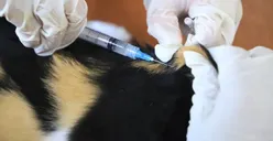 Jadwal dan Lokasi Vaksinasi Rabies Bulan  November, Tersebar di 7 Lokasi Jakarta Selatan