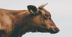 Bolehkah Patungan untuk Beli Hewan Kurban di Hari Raya Idul Adha? Begini Penjelasan Buya Yahya