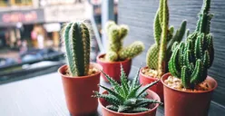 7 Tanaman Hias Menurut Feng Shui Memiliki Energi Positif dan Mendatangkan Cuan
