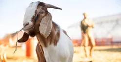 Bolehkah Kurban Seekor Kambing untuk Sekeluarga di Hari Raya Idul Adha? Begini Penjelasannya Menurut Ulama