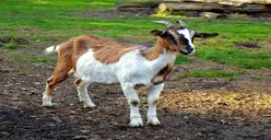 Apakah Boleh Kurban Seekor Kambing untuk Sekeluarga di Hari Raya Idul Adha 2022? Ini Penjelasan Ulama
