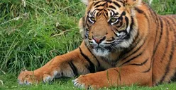 Harimau Sumatra di Ragunan yang Sempat Positif Covid-19 Kini Sudah Sembuh