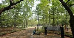 Daftar 25 Taman dan 3 Hutan Kota di Jakarta yang Dibuka Kembali