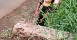 Antisipasi Banjir, PPSU Cibubur Bersihkan Sampah dan Rumput di Saluran Air
