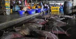 Uji Sampel Hasil Perikanan di Pasar Ikan Modern Muara Baru, 100% Bebas Formalin