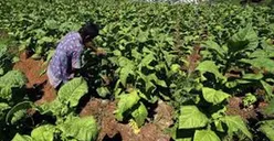 Petani Tembakau Tunggu Serapan Pabrikan Jelang Panen  di Tengah Pandemi Covid-19