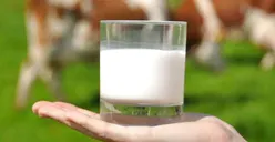Susu Sapi Lebih Besar Pacu Resiko Kanker Payudara