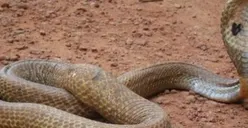 Heboh Ular Cobra Berkeliaran di Cakung, 9 Ekor Sudah Ditangkap
