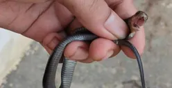 Lurah Melapor, 3 Anakan Ular Kobra Dievakuasi di Rambutan