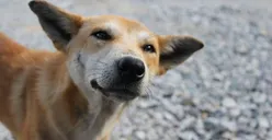 Warga Mengadu, Anjing Liar yang Bikin Resah di Klender Ditangkap