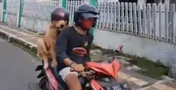 Bikin Gemes! Viral, Video Anjing Pakai Helm Dibonceng Naik Sepeda Motor