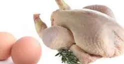 Pentingnya Konsumsi Ayam dan Telur untuk Tingkatkan Kecerdasan