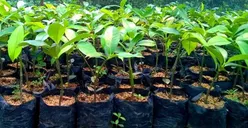 1.000 Bibit Tanaman Produktif akan Dibagikan ke Warga Palmerah