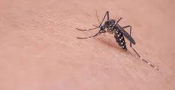 Wolbachia Diyakini Turunkan DBD Hingga 76 Persen