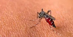 16 Meninggal Akibat DBD, Pemkot Tasik Belum Tetapkan Status KLB