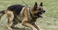 Polisi Dalami Unsur Pidana Pemilik Anjing yang Tewaskan ART di Cipayung