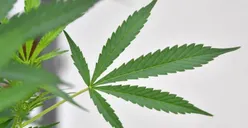 Lagi Asyik Pesta Ganja, Tiga Remaja Diciduk Polisi