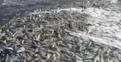 Ratusan Ikan Terdampar di Laut Maluku, Ini Penjelasan BNPB