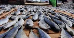 Ikan Berformalin Ditemukan di Pasar Benhil