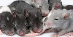 Kegiatan Ini Beresiko Terjangkit Hantavirus