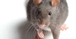 Wabah Corona Belum Selesai, China Laporkan Kematian Virus dari Tikus