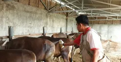 800 Petugas Dikerahkan untuk Mengecek Hewan Kurban di Jakarta