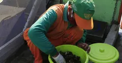 3 Upaya Pemprov DKI Kurangi Sampah Rumah Tangga di Jakarta, Salah Satunya Biokonversi Lalat!