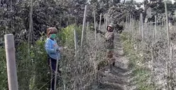 Tertutup Debu Erupsi Gunung Sinabung, Petani 4 Kecamatan Gagal Panen