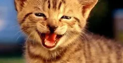 Kok Bisa Kucing Rentan Tertular Covid-19? Begini Penjelasan Guru Besar Unair