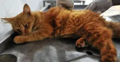 Pecinta Hewan Akan Laporkan Lelaki Pemakan Kucing ke Polisi