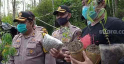 Ladang Ganja 10 Hektare di Aceh Besar  Dimusnahkan