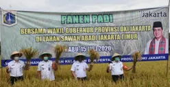Eh, Di Jakarta Masih Ada Sawah Padi, Tiap Tahun Panen Lho