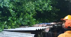 Pohon Tumbang di Cakung Menimpa Rumah Tak Berpenghuni