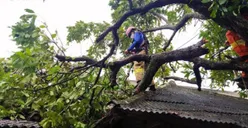 Tiga Pohon Tumbang di Kepulauan Seribu Timpa Rumah Warga