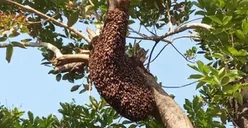 5 Lokasi Sarang Tawon di Jaktim Dievakuasi dalam Semalam